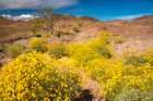 USA, California. Blooming brittlebush and Chocolate Mountains. Art Print